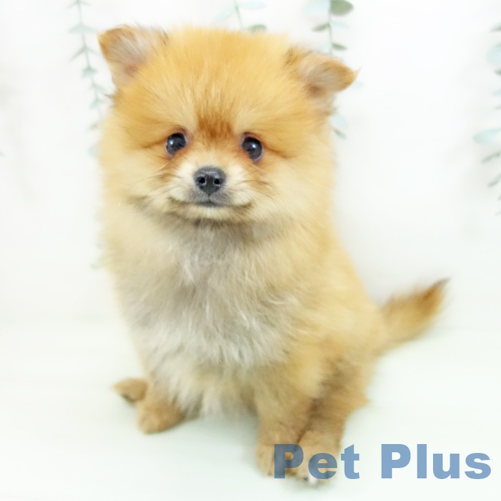 ポメラニアン