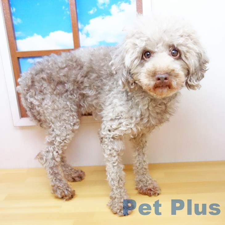 トイプードル トイ・プードルの詳細情報 | PetPlus パートナードッグ&キャット
