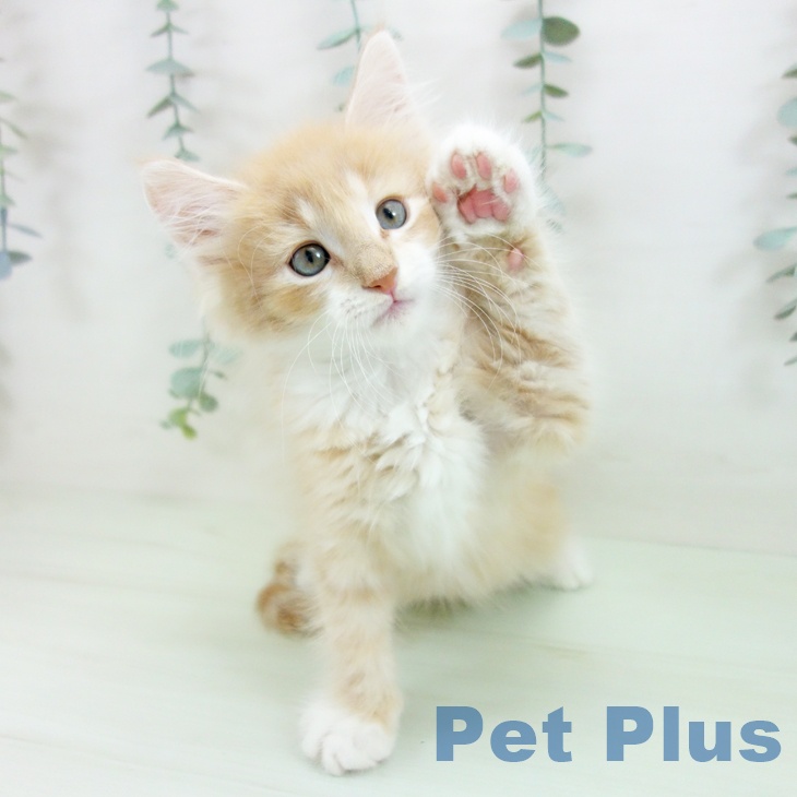ノルウェージャンフォレストキャット