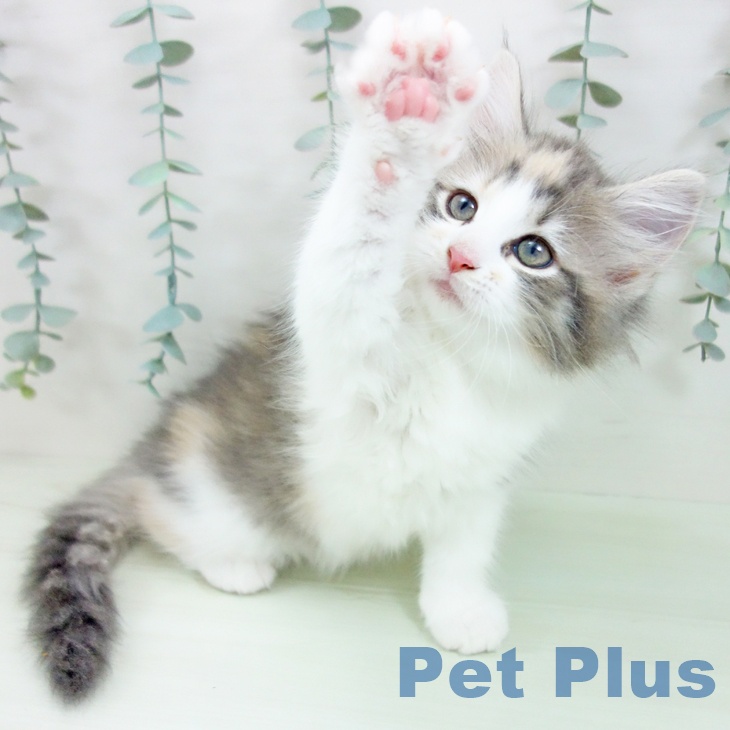 ノルウェージャンフォレストキャットの写真2