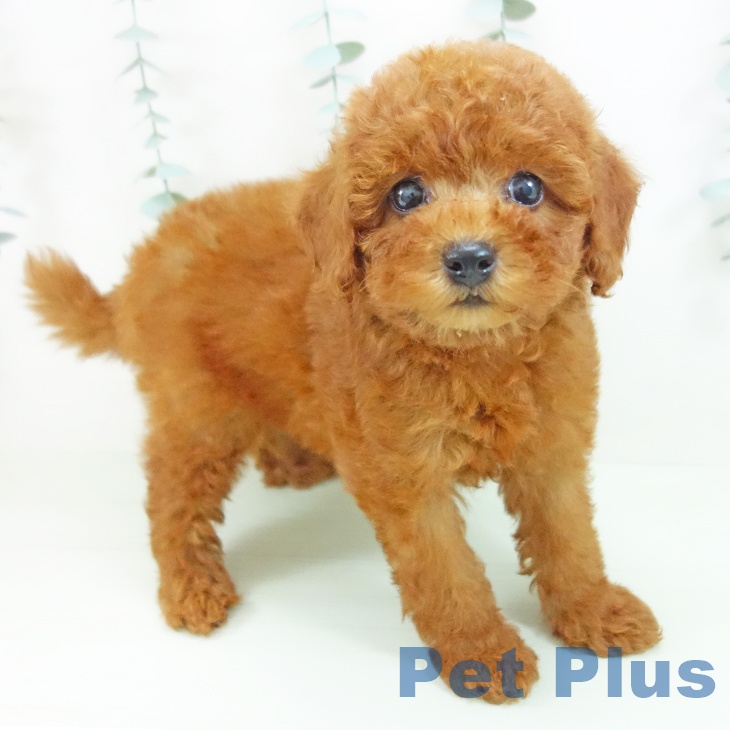 愛知県のトイプードル(トイ) (ペットプラス 岡崎店/2026年6月7日生まれ/女の子/レッド)の子犬の1枚目の画像