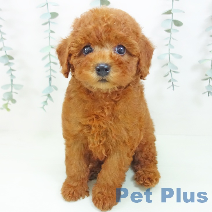 愛知県のトイプードル(トイ) (ペットプラス 岡崎店/2026年6月7日生まれ/女の子/レッド)の子犬の2枚目の画像