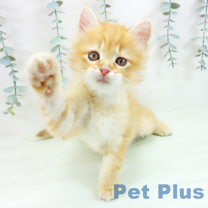 ラガマフィン