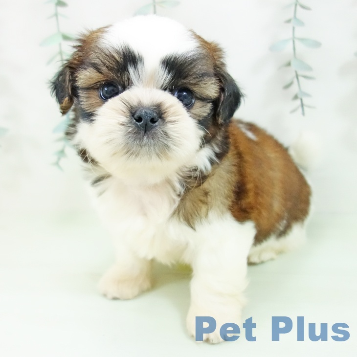 愛知県のシーズー (ペットプラス mozoワンダーシティ店/2026年6月13日生まれ/男の子/ゴールドホワイト)の子犬の2枚目の画像