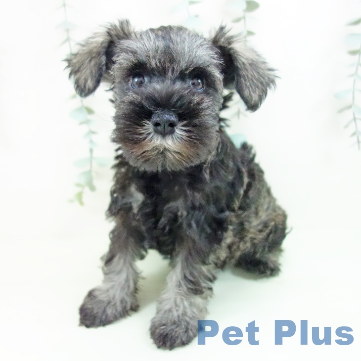 ミニチュア・シュナウザー