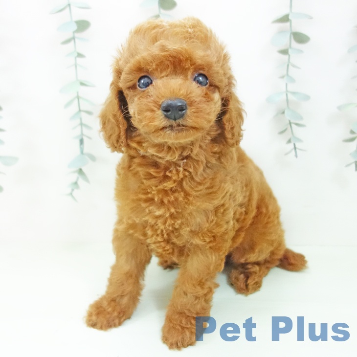 石川県のトイプードル(トイ) (ペットプラス 新小松店/2026年6月20日生まれ/男の子/レッド)の子犬の1枚目の画像