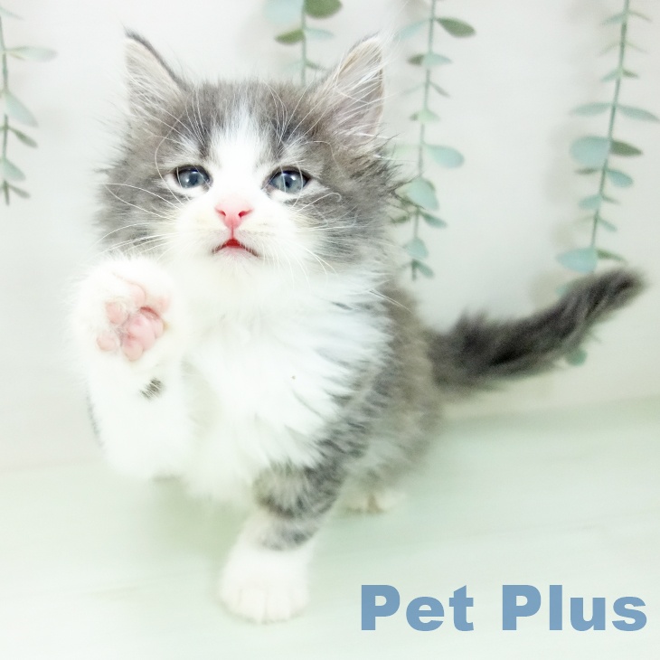 ノルウェージャンフォレストキャット