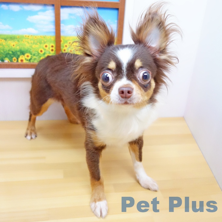 チワワの詳細情報 | PetPlus パートナードッグ&キャット