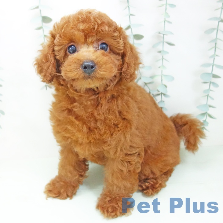 石川県のトイプードル(トイ) (ペットプラス 白山店/2026年6月21日生まれ/女の子/レッド)の子犬の2枚目の画像
