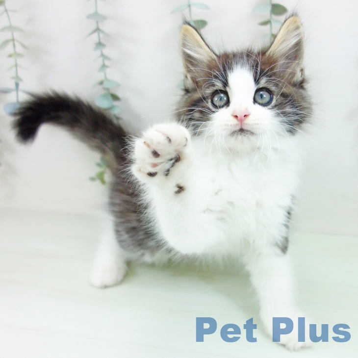 ノルウェージャンフォレストキャットの写真2