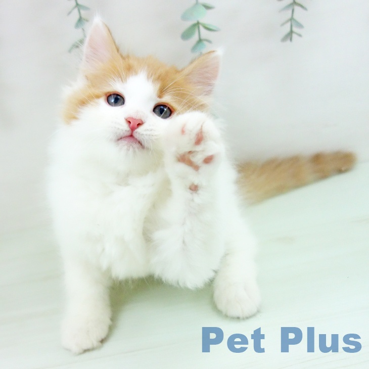 ノルウェージャンフォレストキャット