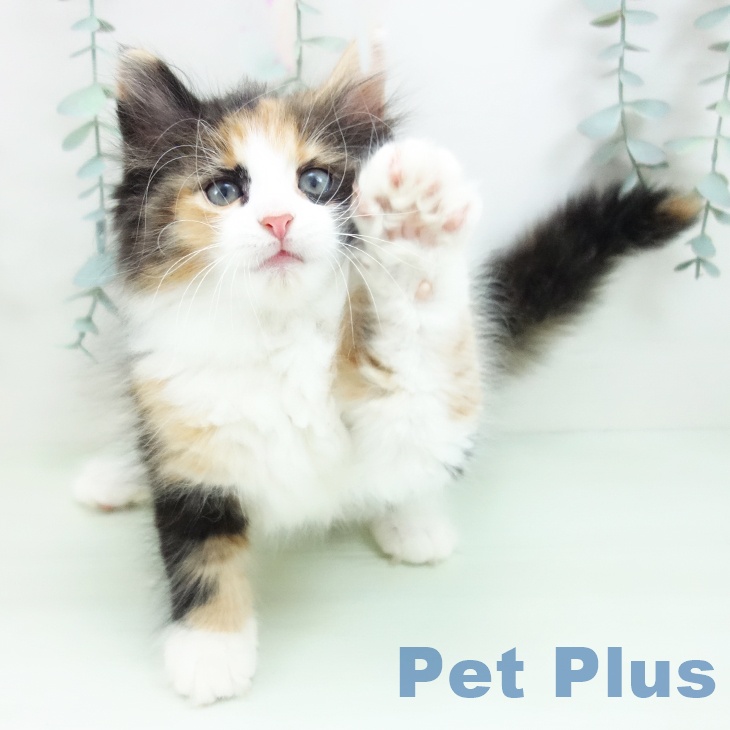 ノルウェージャンフォレストキャットの写真2