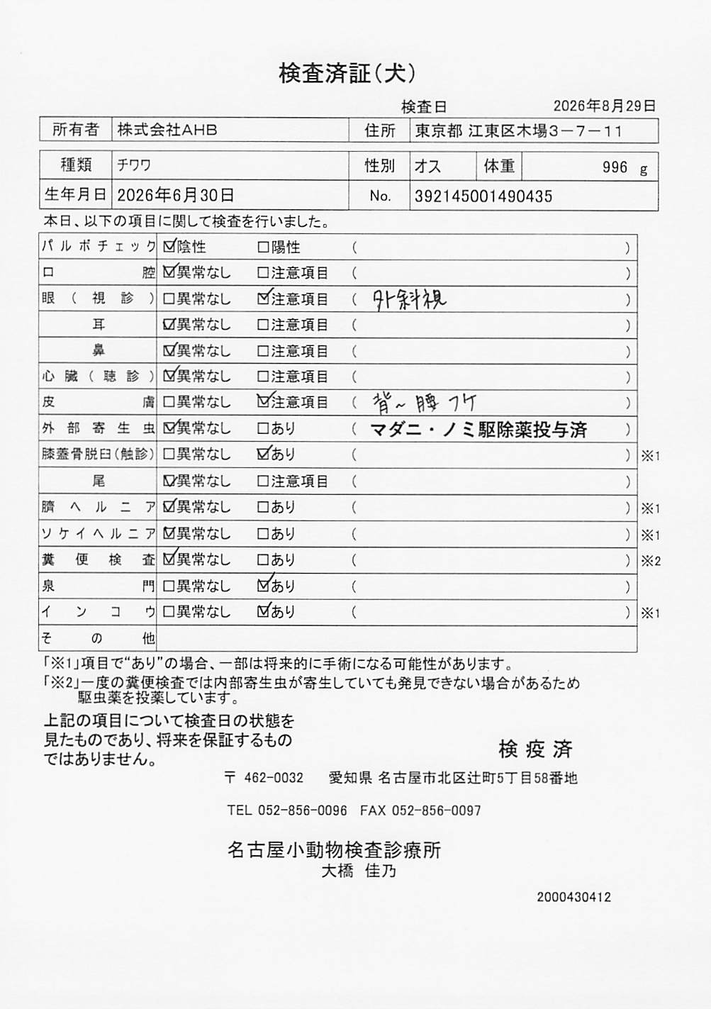 チワワ
