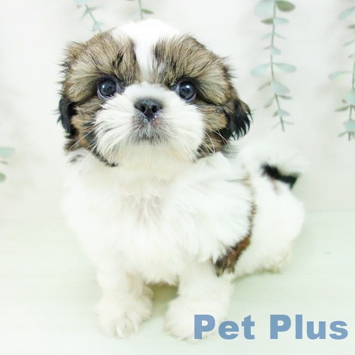 シー・ズー