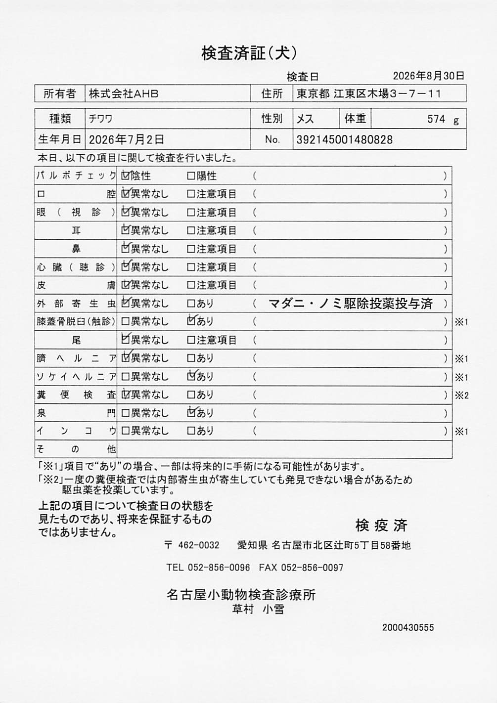 チワワ