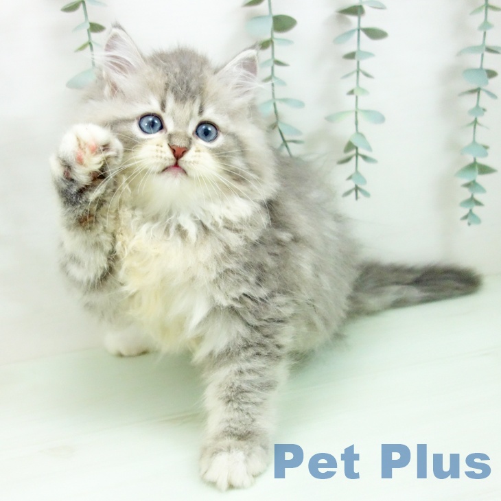 サイベリアン