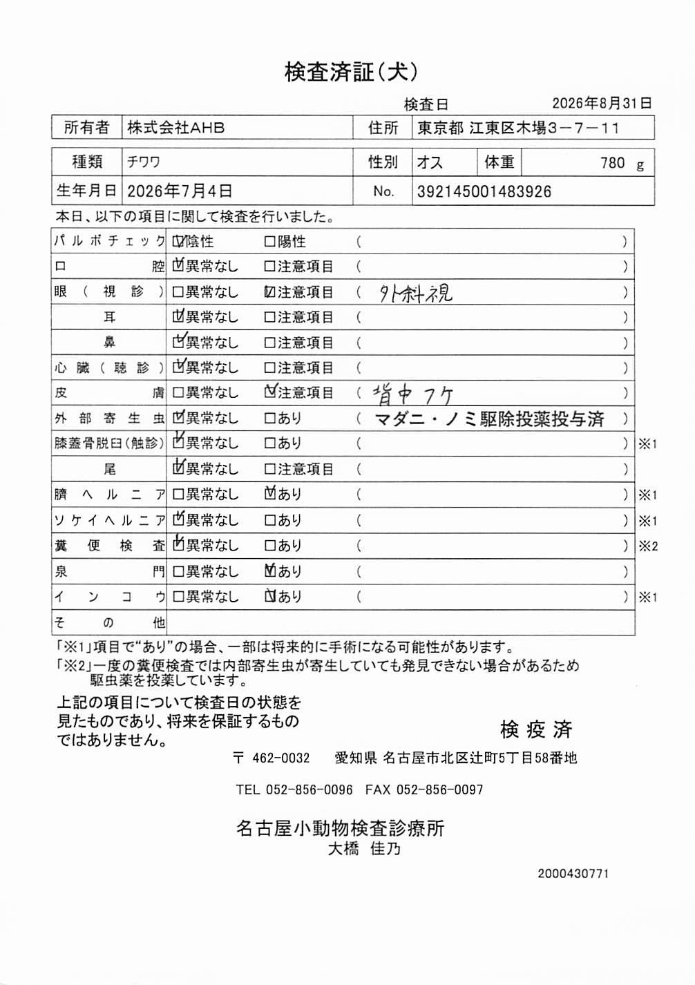 チワワ