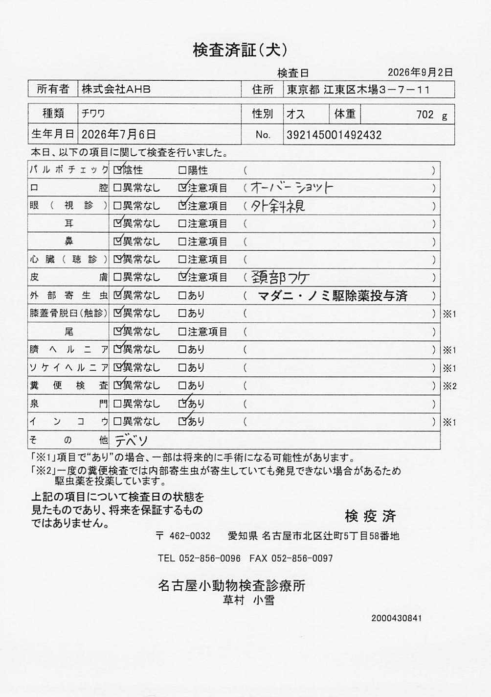 チワワ