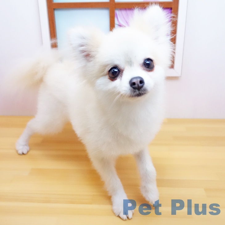 ワンちゃんを探す | PetPlus パートナードッグ&キャット
