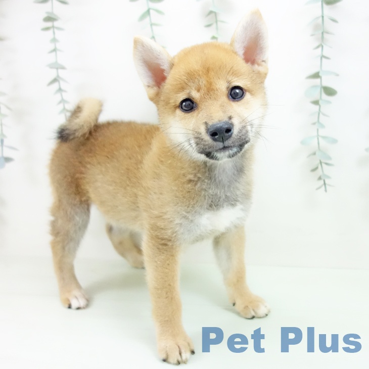 岐阜県の柴犬(標準サイズ) (ペットプラス 光ケ丘店/2026年7月6日生まれ/女の子/赤)の子犬の1枚目の画像