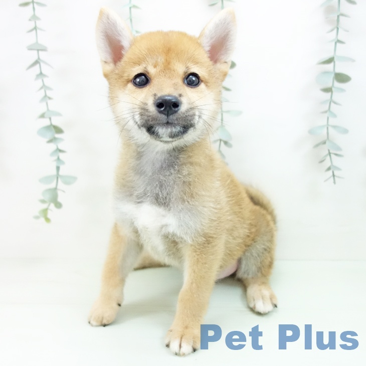 岐阜県の柴犬(標準サイズ) (ペットプラス 光ケ丘店/2026年7月6日生まれ/女の子/赤)の子犬の2枚目の画像