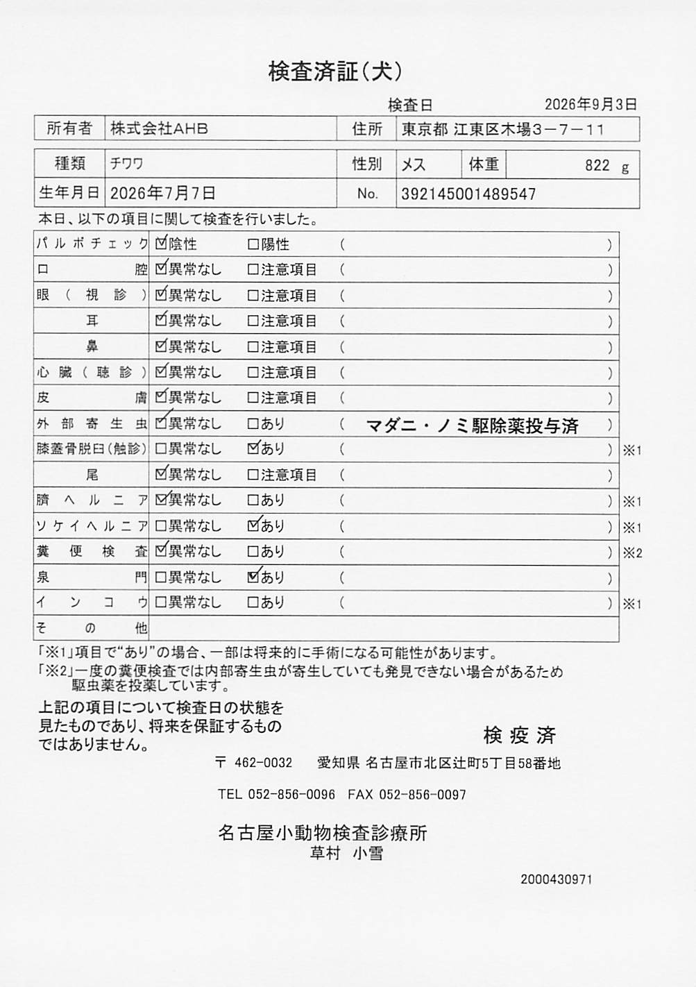 チワワ