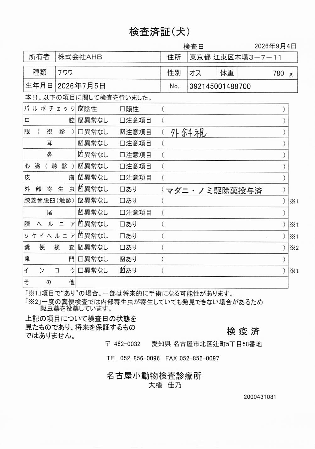 チワワ