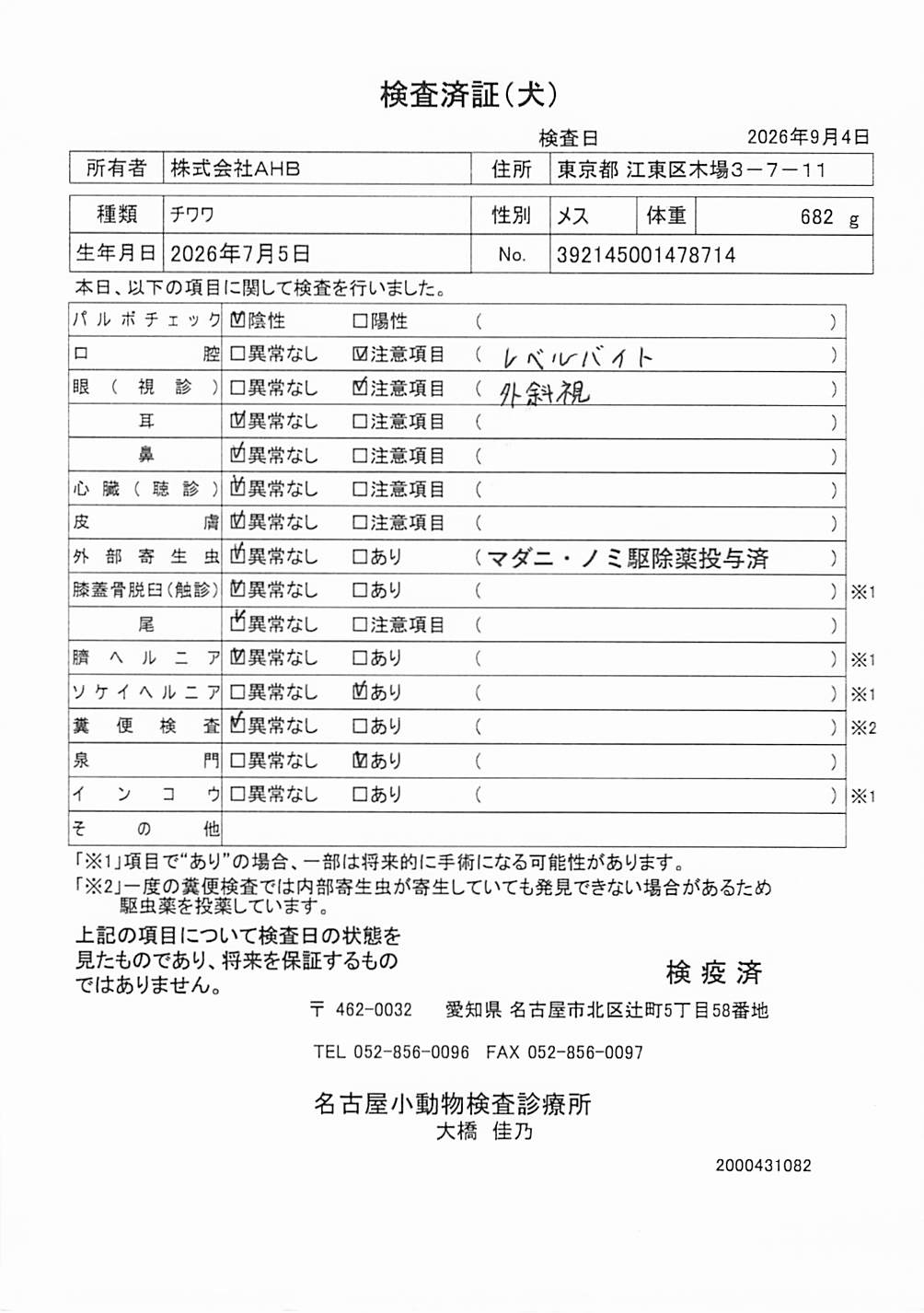 チワワ