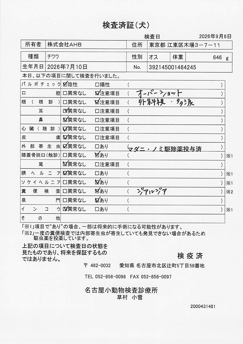 チワワ