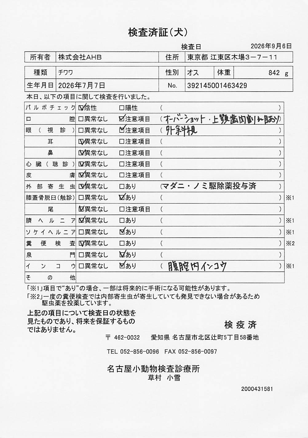 チワワ