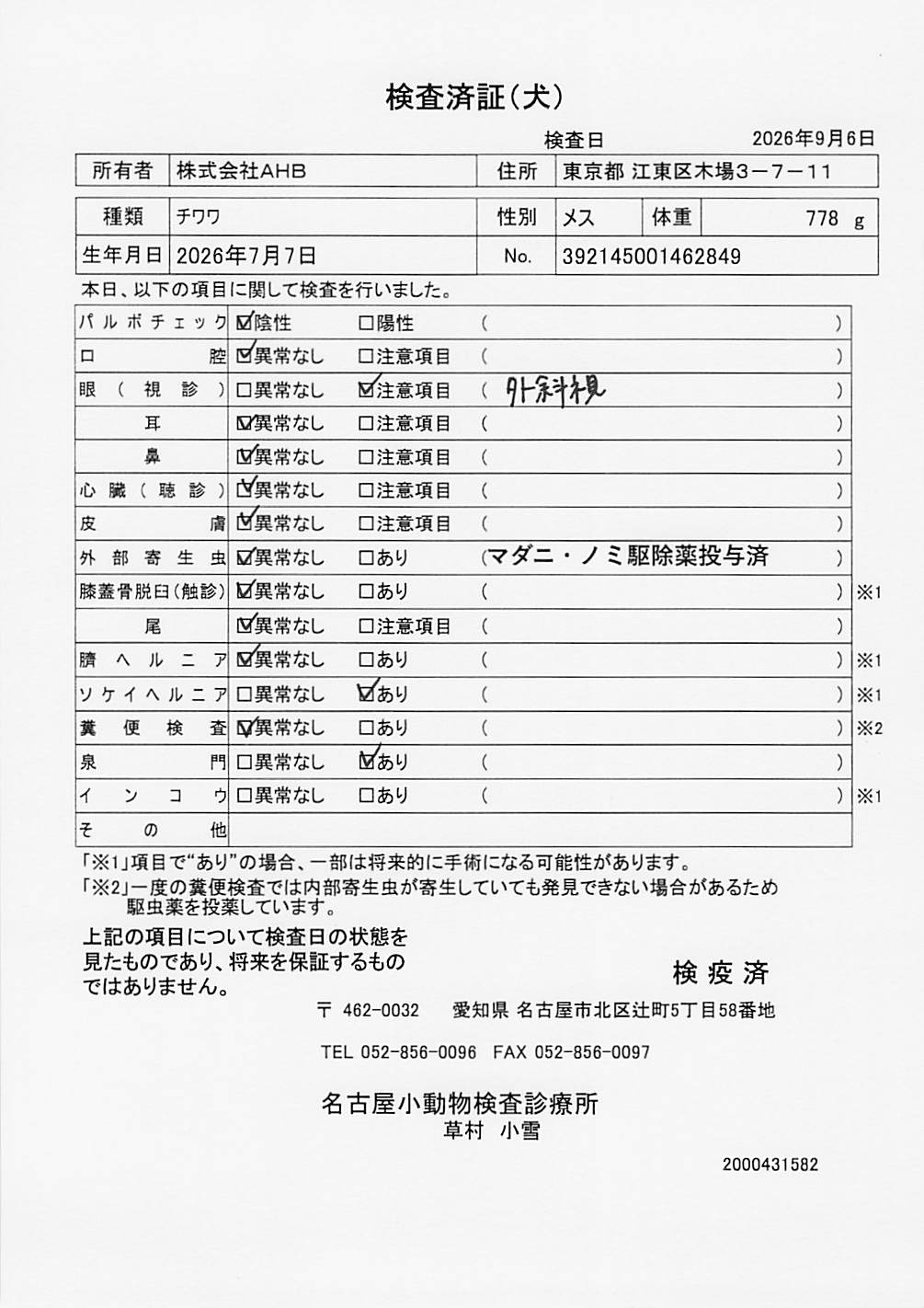 チワワ