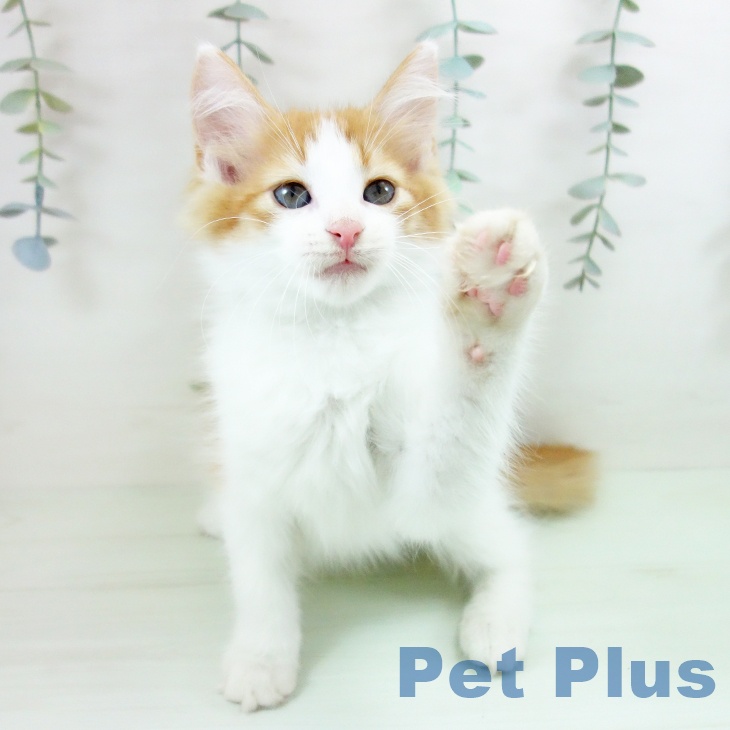 ノルウェージャンフォレストキャット