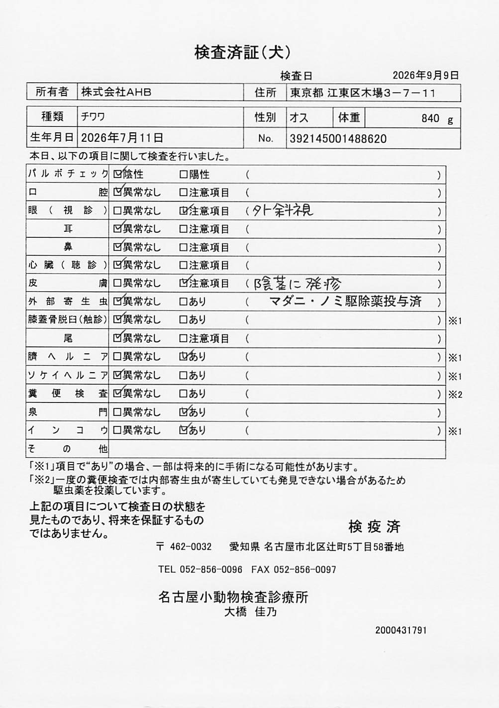 チワワ