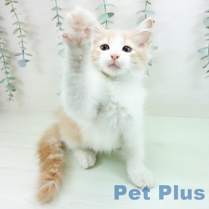 ノルウェージャンフォレストキャット