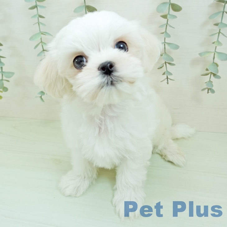 マルチーズ