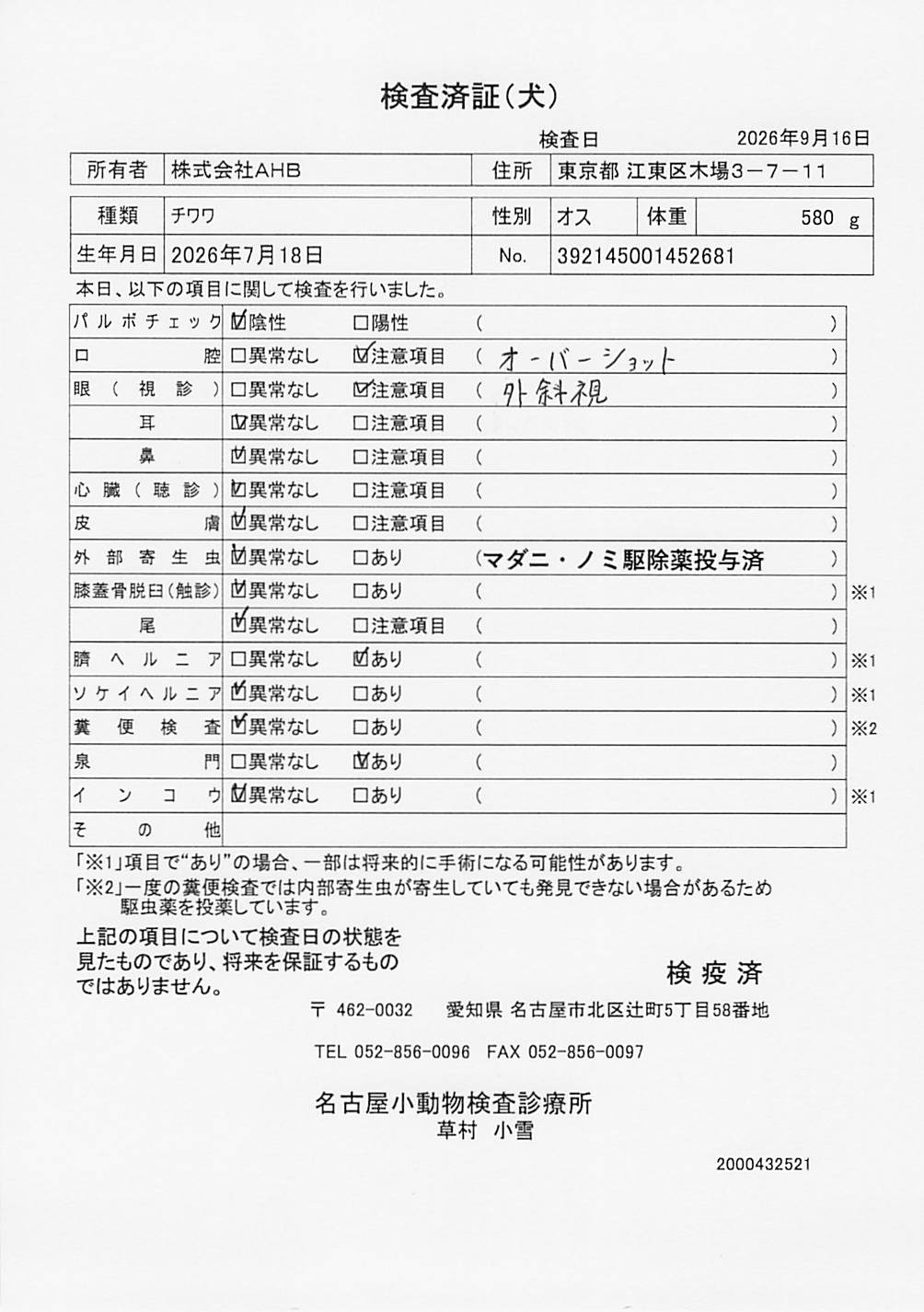 チワワ