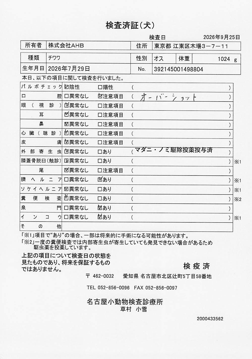 チワワ