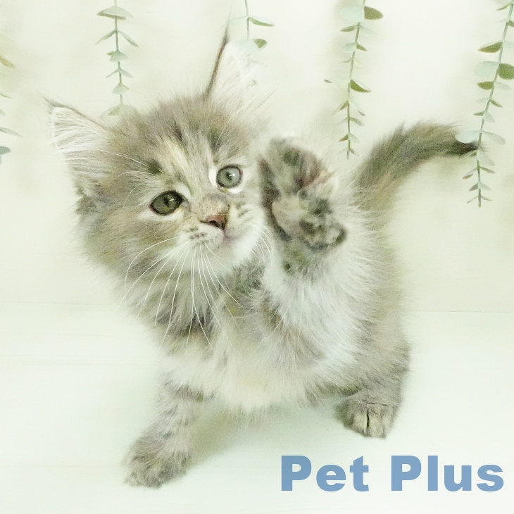愛知県のノルウェージャンフォレストキャット (ペットプラス 三好店/2026年7月29日生まれ/女の子/ブルーパッチドタビーホワイト)の子猫の1枚目の画像