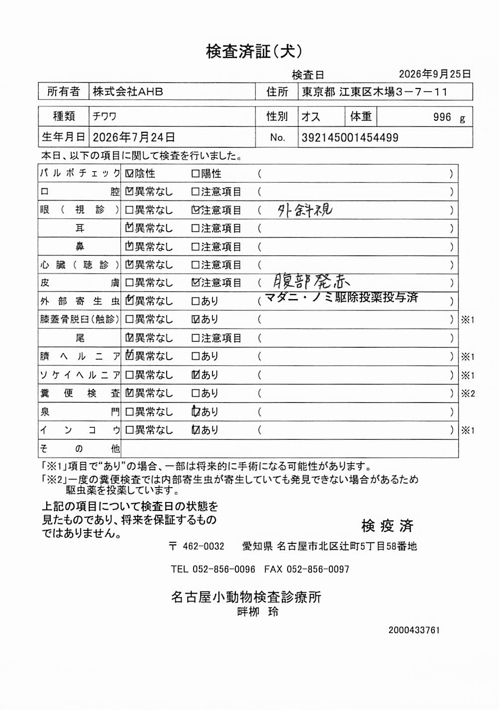 チワワ