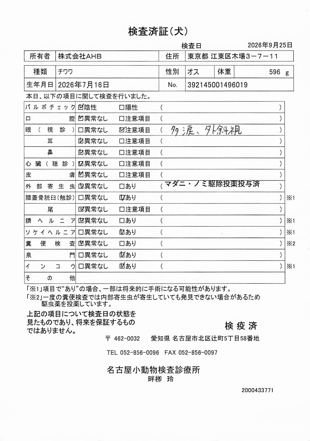 チワワ