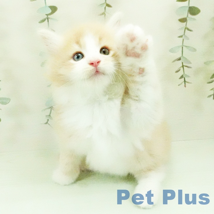 ノルウェージャンフォレストキャット