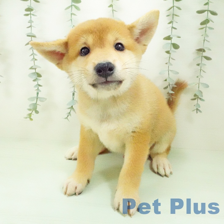愛知県の柴犬(標準サイズ) (ペットプラス 三好店/2026年7月30日生まれ/男の子/赤)の子犬の1枚目の画像