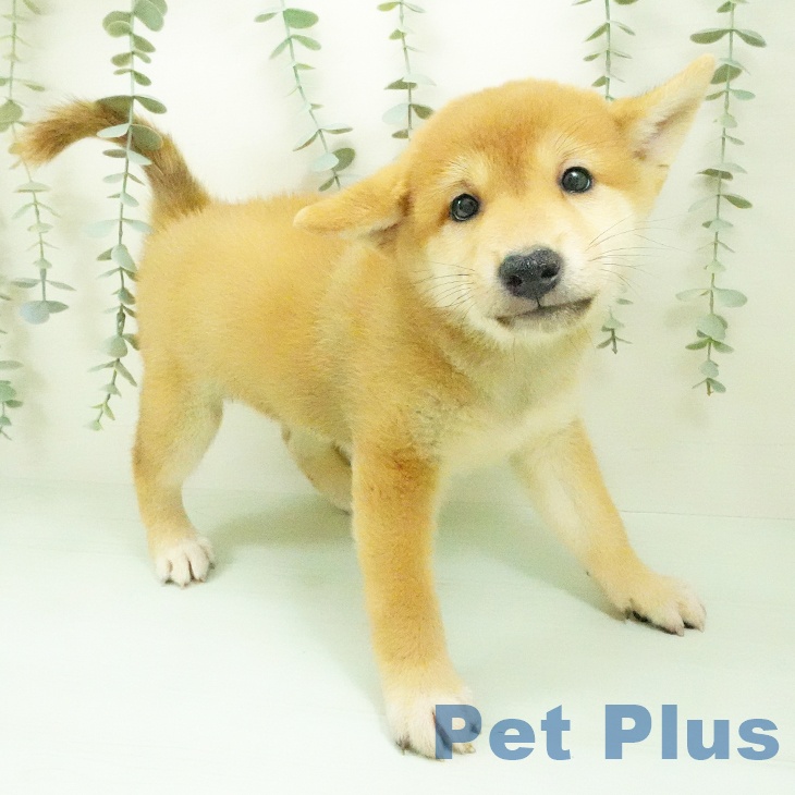 愛知県の柴犬(標準サイズ) (ペットプラス 三好店/2026年7月30日生まれ/男の子/赤)の子犬の2枚目の画像