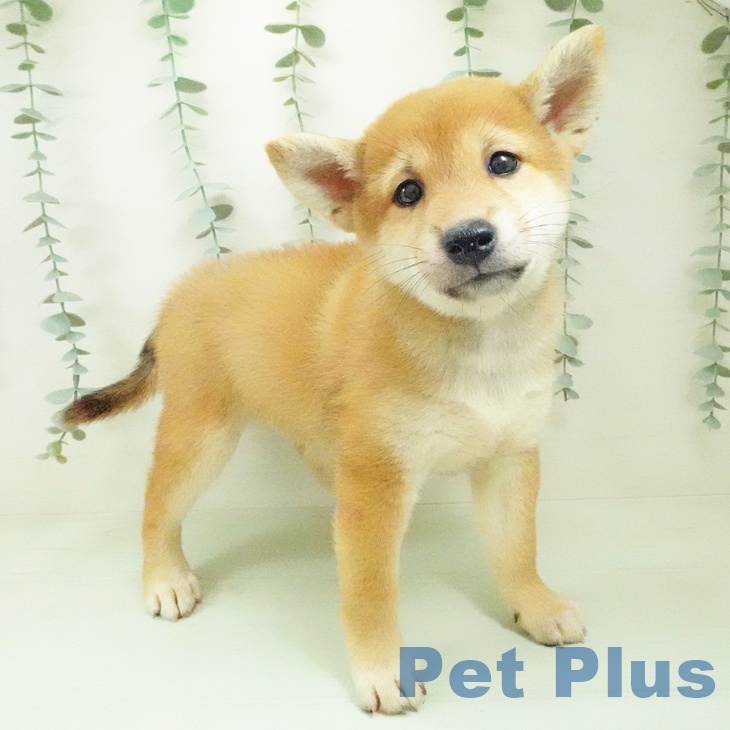 岐阜県の柴犬(標準サイズ) (ペットプラス 各務原店/2026年7月30日生まれ/女の子/赤)の子犬の1枚目の画像