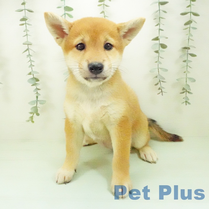岐阜県の柴犬(標準サイズ) (ペットプラス 各務原店/2026年7月30日生まれ/女の子/赤)の子犬の2枚目の画像