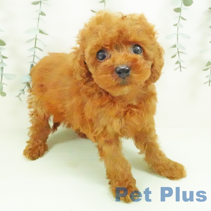 岐阜県のトイプードル(トイ) (ペットプラス 各務原店/2026年7月30日生まれ/女の子/レッド)の子犬の1枚目の画像