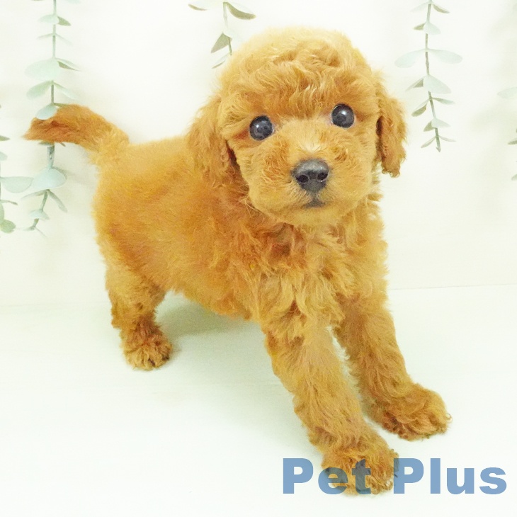 愛知県のトイプードル(トイ) (ペットプラス 豊田店/2026年7月30日生まれ/女の子/レッド)の子犬の1枚目の画像