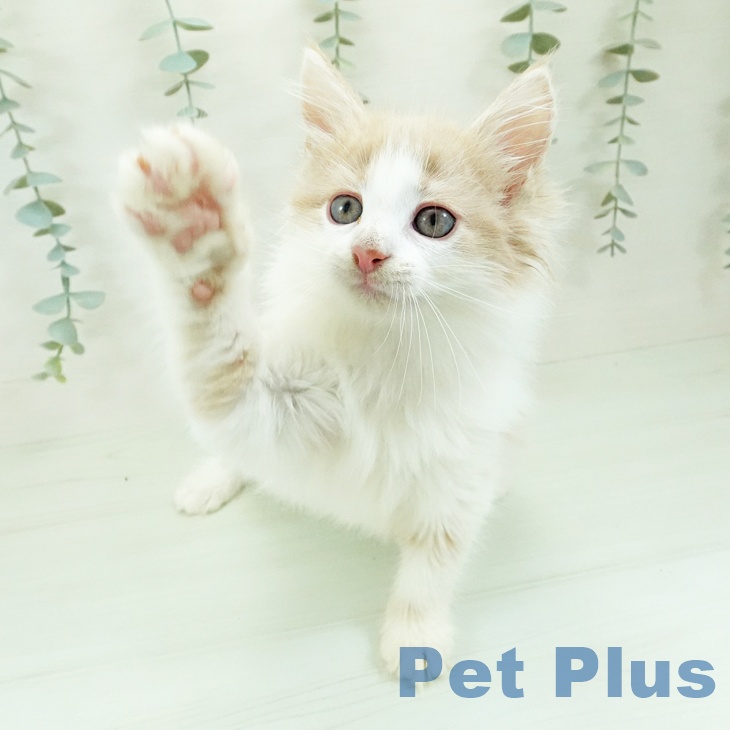 ノルウェージャンフォレストキャットの写真2