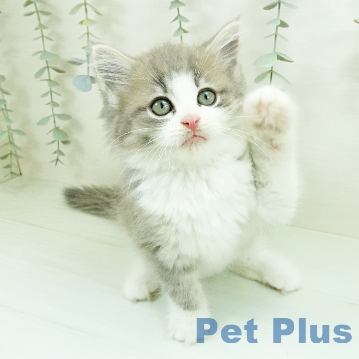 ノルウェージャンフォレストキャット