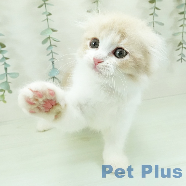 スコティッシュフォールド